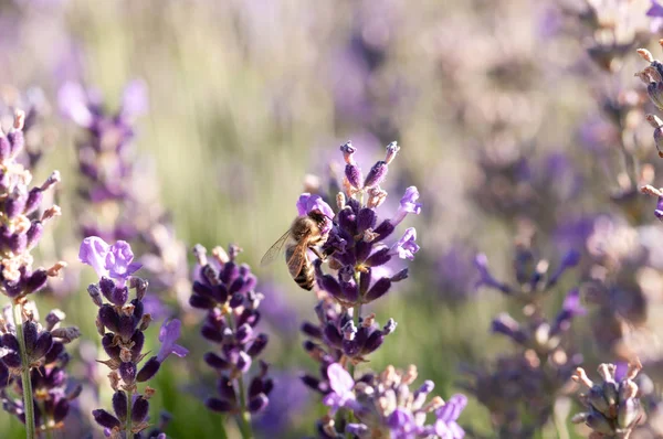 Schöne Lavendel Angustifolia Lavandula Sonnenlicht Kräutergarten Mit Honigbienen Insekt — Stockfoto