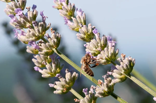 Hermosa Lavanda Angustifolia Lavandula Luz Del Sol Jardín Hierbas Con — Foto de Stock