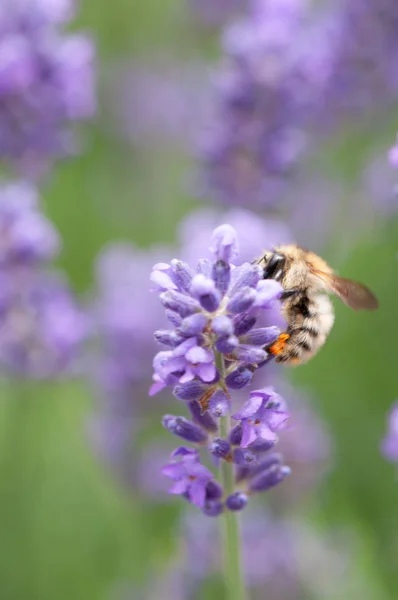 Violette Lavendelblüten Violette Blüten Der Provence — Stockfoto