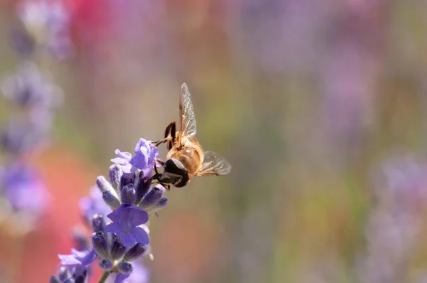 Linda Lavanda Angustifolia Lavandula Luz Solar Jardim Ervas Com Inseto — Fotografia de Stock