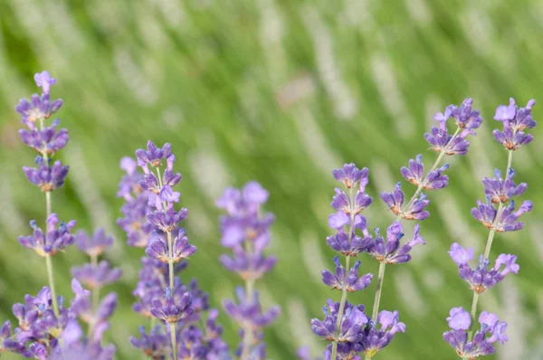 Όμορφη Λεβάντα Angustifolia Lavandula Στο Φως Του Ήλιου Στον Κήπο — Φωτογραφία Αρχείου