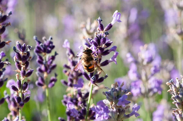 Schöne Lavendel Angustifolia Lavandula Sonnenlicht Kräutergarten Mit Honigbienen Insekt — Stockfoto