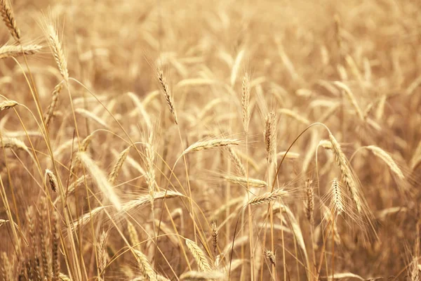 Weizenfeld Getreideanbau Landwirtschaftliche Landschaft — Stockfoto