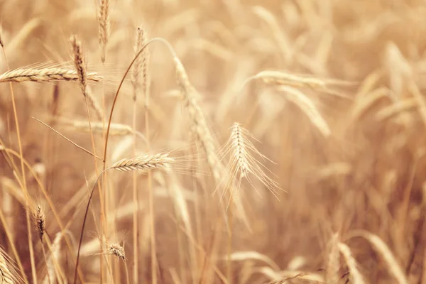 Campo Trigo Cultivo Cereales Paisaje Agrícola Rural — Foto de Stock