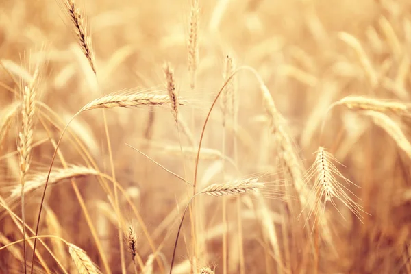 Campo Trigo Cultivo Cereales Paisaje Agrícola Rural — Foto de Stock