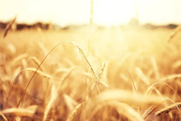 Campo Trigo Cultivo Cereales Paisaje Agrícola Rural —  Fotos de Stock