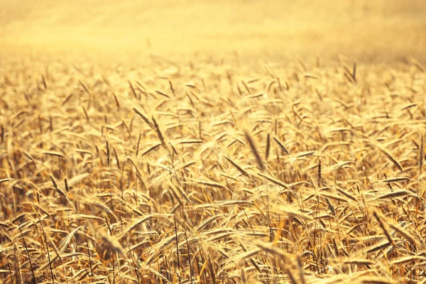 Weizenfeld Getreideanbau Landwirtschaftliche Landschaft — Stockfoto