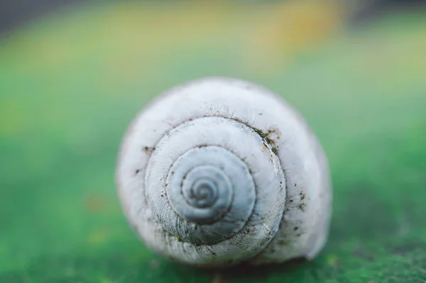 Lumaca Bianca Nella Natura — Foto Stock