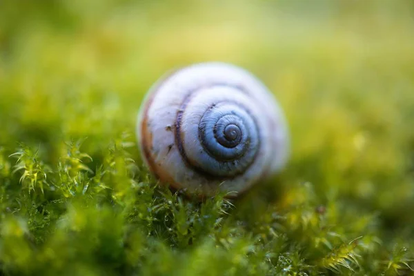 Caracol Blanco Naturaleza —  Fotos de Stock