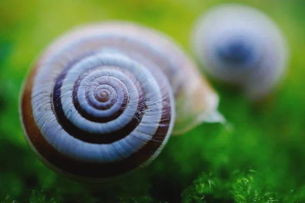 Biały Ślimak Naturze — Zdjęcie stockowe