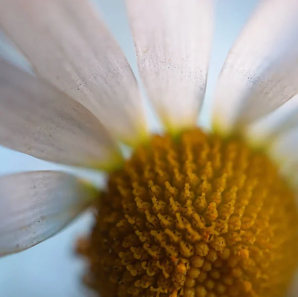 Daisy Plant Bloemblaadjes — Stockfoto
