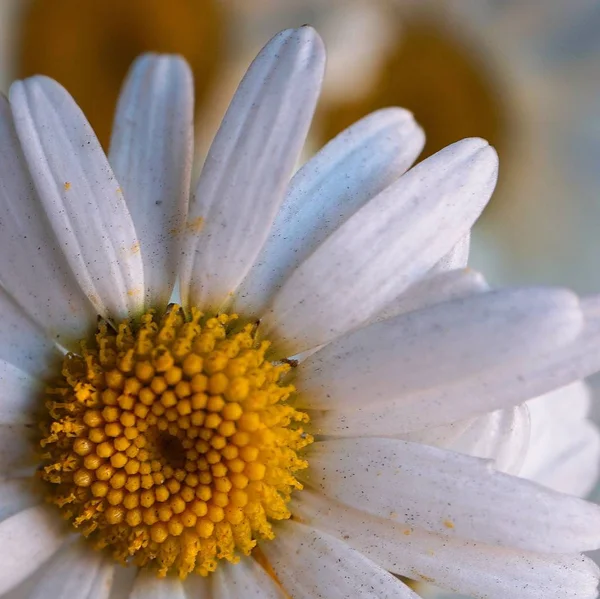 Marguerite Fleur Plante Pétales — Photo