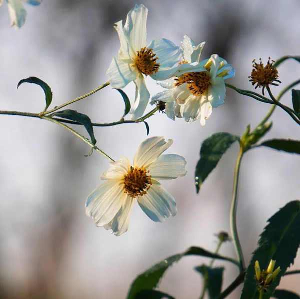 White Flower Plant Petals — Stock Photo, Image
