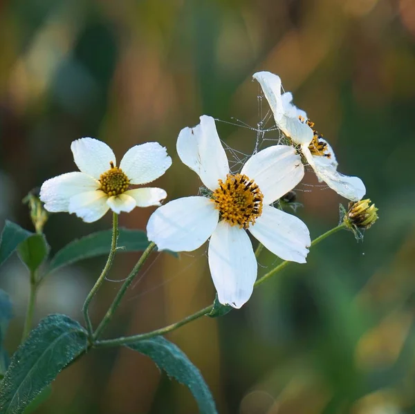 Płatki Roślin Kwiatowych Białych — Zdjęcie stockowe