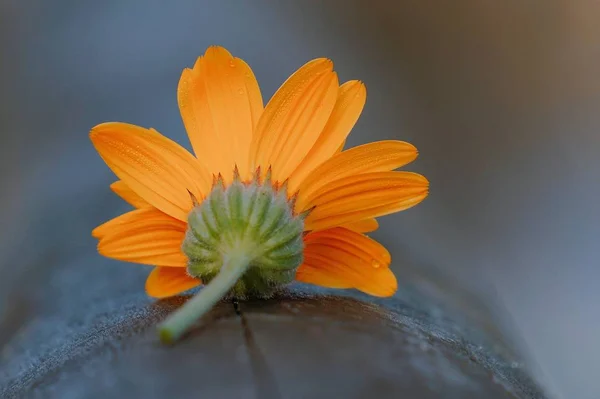 Orange Flower Plant Petals — Stock Photo, Image