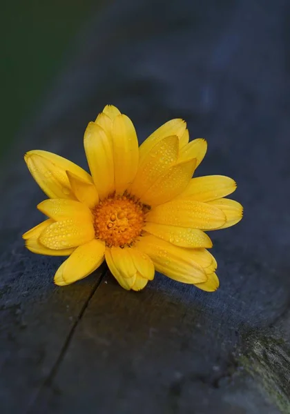 Пелюстки Апельсинових Квітів — стокове фото
