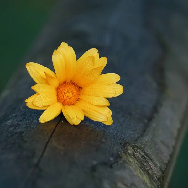 Orange Blomma Växt Kronblad — Stockfoto