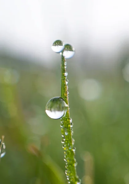 Gocce Sulle Foglie Verdi — Foto Stock