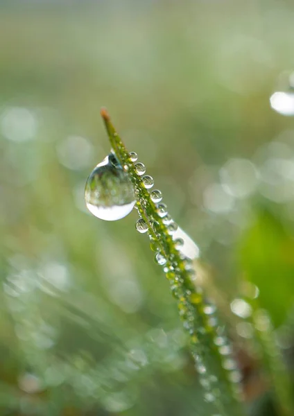 Gotas Nas Folhas Verdes — Fotografia de Stock