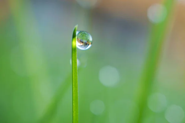 Gocce Sulle Foglie Verdi — Foto Stock