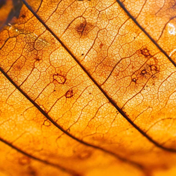 Bruine Boombladeren Textuur — Stockfoto