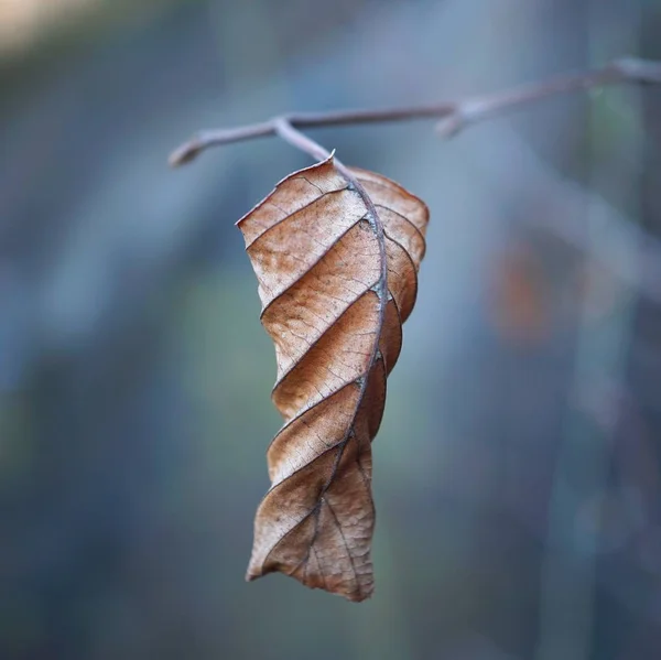 Brown Tree Leaves Texture — 스톡 사진