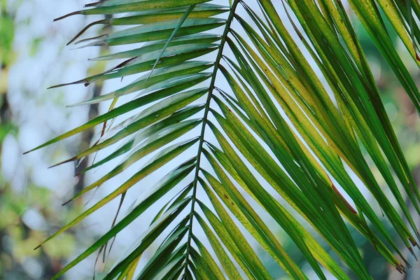 Hojas Árbol Verde Textura — Foto de Stock