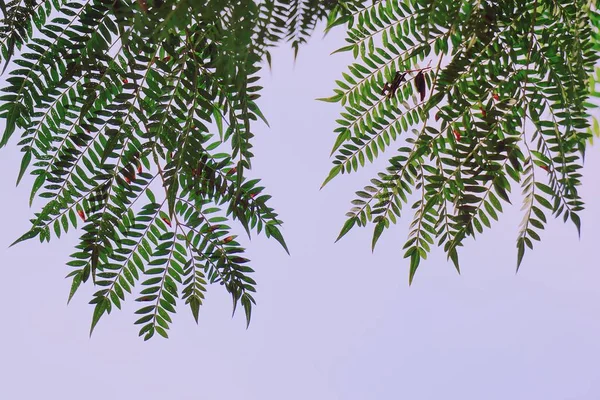 Tekstur Daun Pohon Hijau — Stok Foto