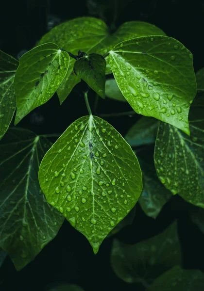 Feuilles Plantes Vertes Texture — Photo