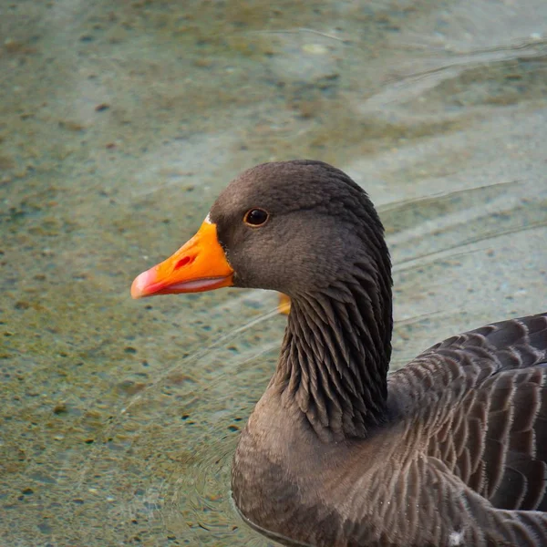 Goose Duck Water — Stock Photo, Image
