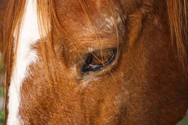 Cavalo Castanho Animal Equino — Fotografia de Stock