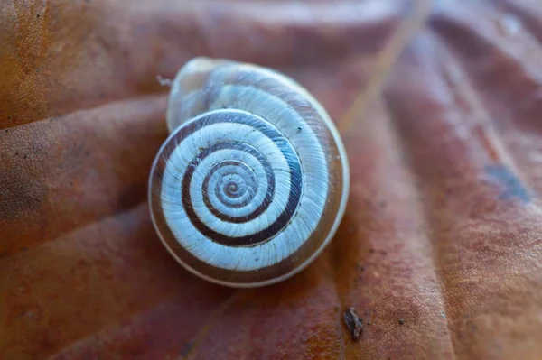 Schnecke Auf Der Pflanze Der Natur — Stockfoto