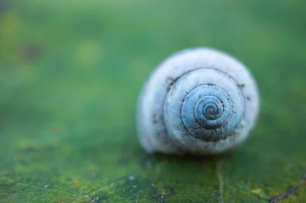 Snegl Planten Naturen - Stock-foto