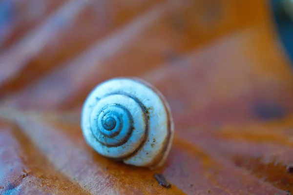 Caracol Invertebrado Hélice Molusco — Fotografia de Stock