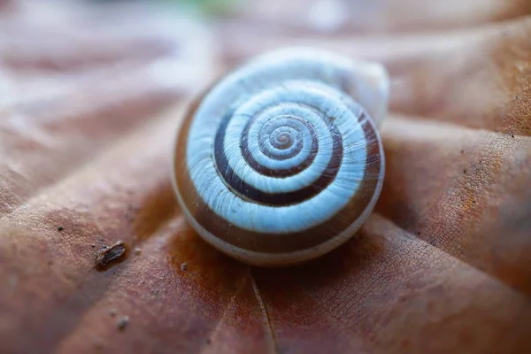 自然界の植物のカタツムリは — ストック写真