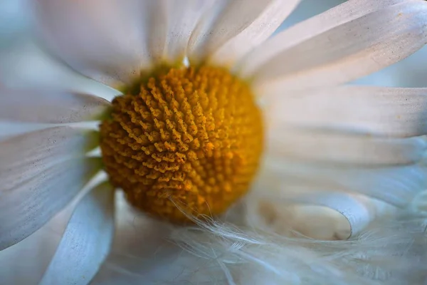 Marguerite Fleur Plante Pétales — Photo