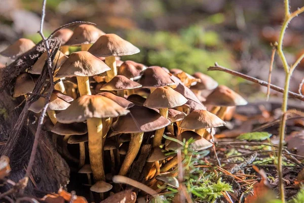 Colección Champiñones Amarillos Mica Gorrión Sobre Tocón Árbol Con Musgo — Foto de Stock