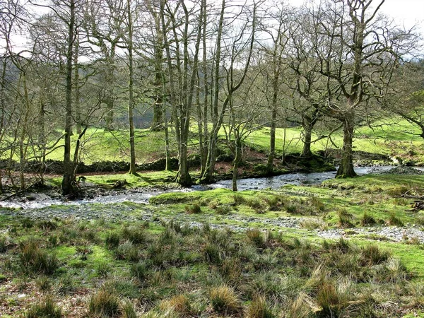 Potok Stromy Národním Parku North York Moors Anglie Zimě — Stock fotografie