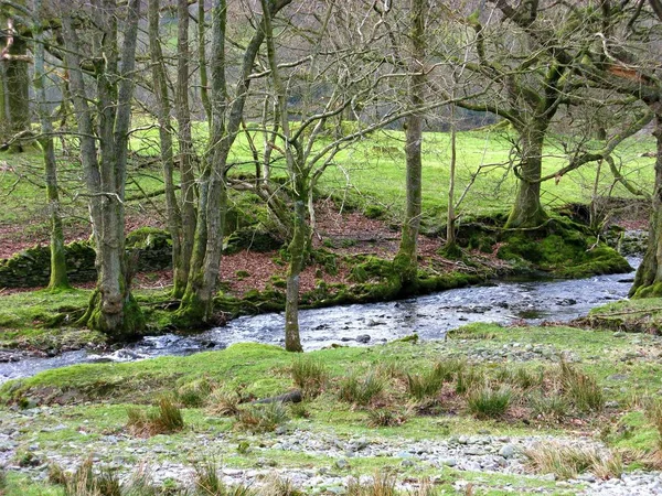 Stroom Omringd Door Kale Winterbomen Het North York Moors National — Stockfoto