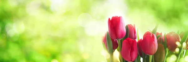 Hermosos Tulipanes Flores Pétalos Primavera Flora — Foto de Stock
