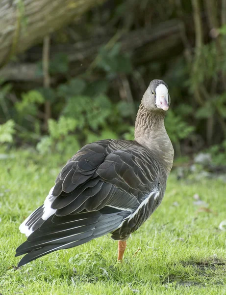 Törpe Liba Áll Egyik Lábát Egy Réten Kitárt Szárnyakkal — Stock Fotó