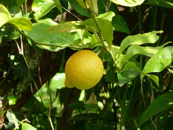 Encerramento Das Frutas Cítricas — Fotografia de Stock