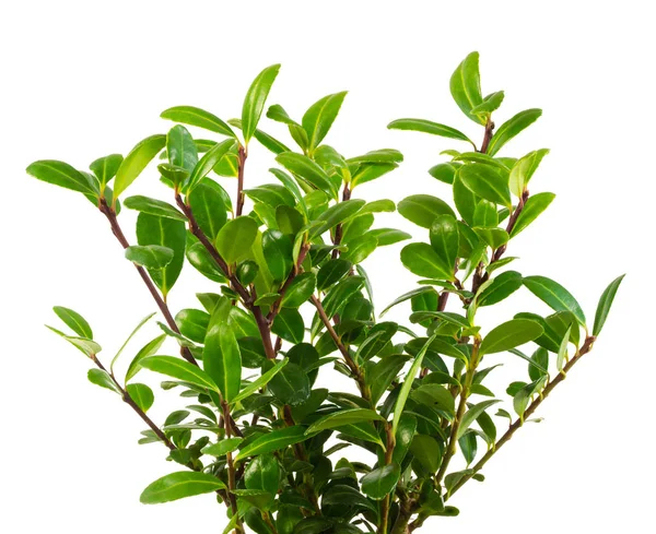 Isolated Green Twigs Ilex Crenata Bush — Stock Photo, Image