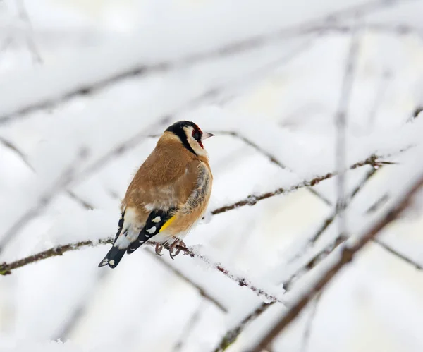 Closeup European Goldfinch Sitting Snow Covered Tree Branch — Stock Photo, Image