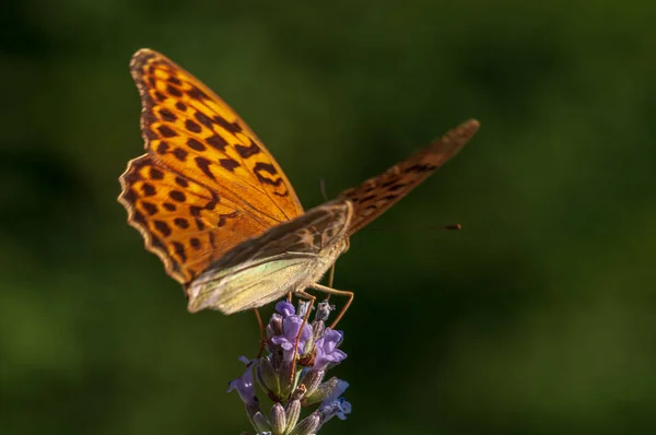 풀밭에서 일광욕을 즐기는 아름다운 Argynnis Paphia — 스톡 사진