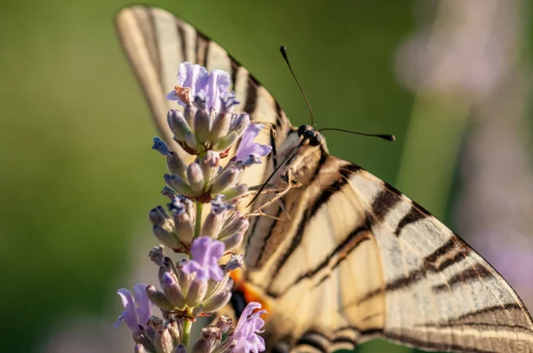 Красивый Papilio Machaon Бабочка Лаванде Angustifolia Lavandula Солнечном Свете Саду — стоковое фото