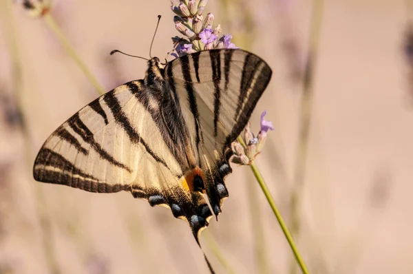 Magnifique Papillon Papilio Machaon Sur Lavande Angustifolia Lavandula Soleil Dans — Photo