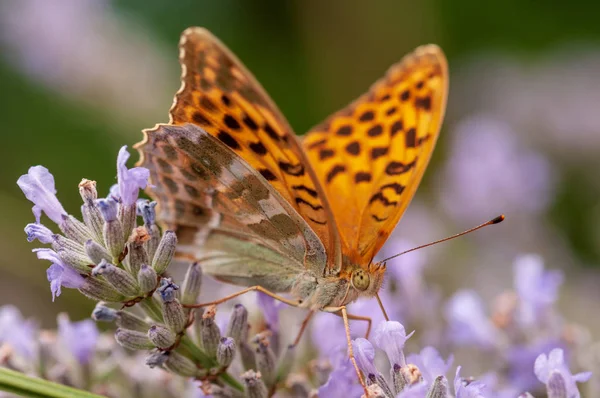 Schöner Argynnis Paphia Schmetterling Sonnenlicht Kräutergarten — Stockfoto