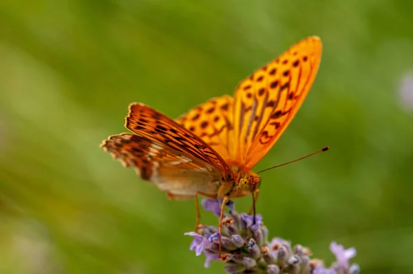 Beautiful Argynnis Paphia Butterfly Sunlight Herb Garden — Stock Photo, Image