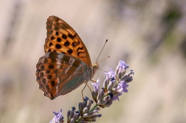 Beautiful Argynnis paphia butterfly on lavender angustifolia, lavandula in sunlight in herb garden clipart